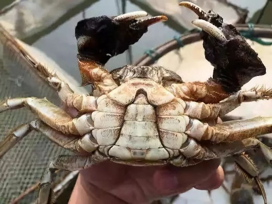 螃蟹二恶英超标你的海鲜是否含有毒物？必须了解的真相-第3张图片-www.211178.com_果博福布斯